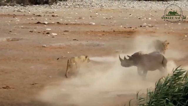 7 Animals That Can Easily Kill A Lion!