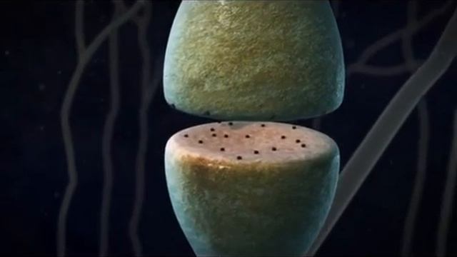 Synaptic Transmission