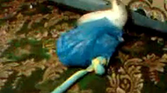 Охота на змея