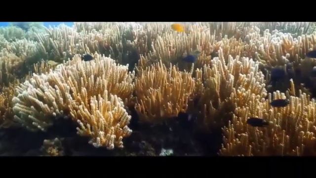 Уроки здоровья Александра Алексеева