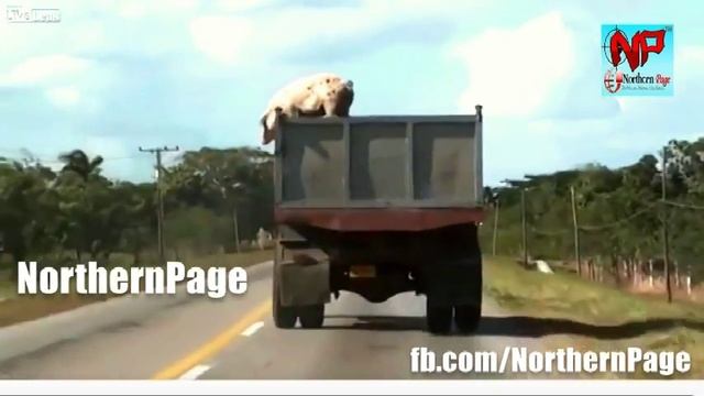 Unbelievable Pig Jump From Lorry Must Watch - Brave Animals HD