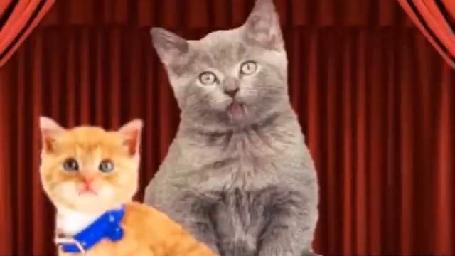 Opera Cats