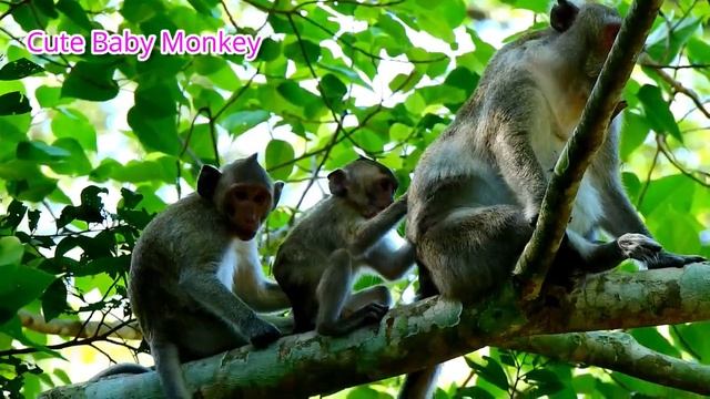 Special Clip For Today ! Little Male Monkey Duke Very Brave To Force Janet Almost Success ,Janet Cr