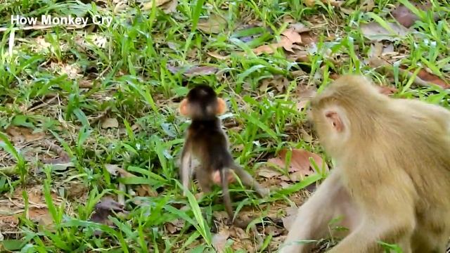 Wow! Super Brave,Baby REX Standing Up  Strongly, Walking Forward To Bite With Big  One, Unbelievabl