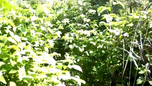 Бабочка боярышница и насекомые энтомофоги 29 июня 2019 года