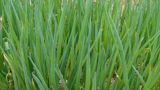 Зелёный лук – так по традиции называют молодые листья («перья») любого лука.