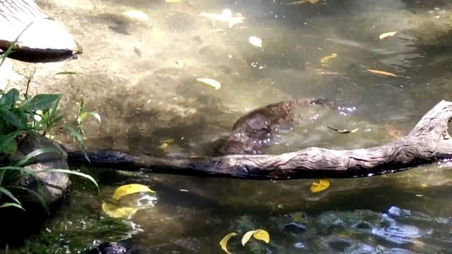 Выдра с левой резьбой