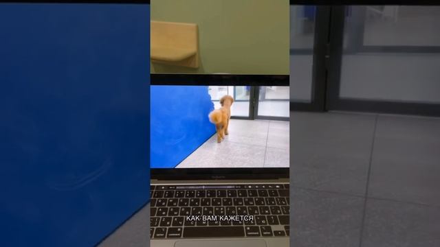 Всем привет) Вот тут - Http://vetevent.ru/exam2