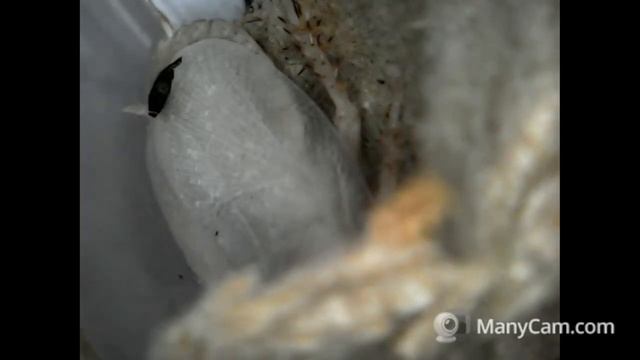 Страшный и Ужасный ТАРАКАН Как они Выглядят