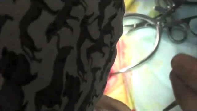 Хирургическое лечение перелома лопатки у кошки