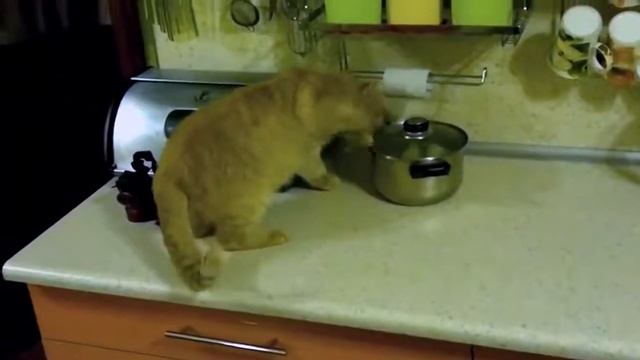 Кот на кухне