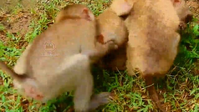 So Brave Baby Monkey Rojo B.iting His Friend Extremely