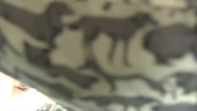 Хирургическое лечение перелома подвздошной кости у котенка