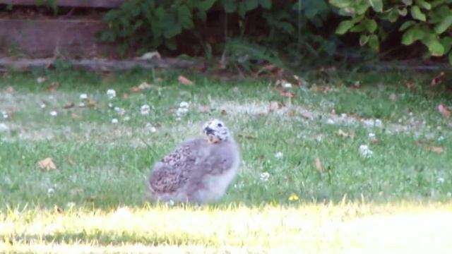 Seagull Chick's Last Supper