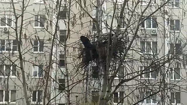 Наблюдение за гнездом сорок из окна кухни во время карантина