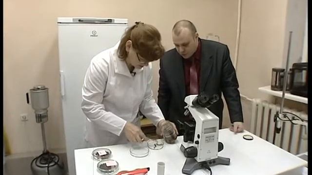 Вспышки вредителей зафиксированы в лесах Алтайского края