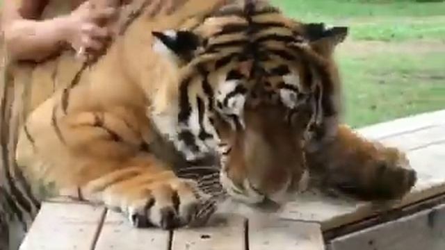 Walking A Tiger | Myrtle Beach Safari