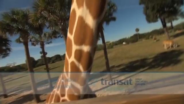 Postcards From Florida: Serengeti Safari At Busch Gardens Review