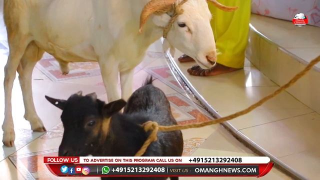 Be Brave & Watch: Odifuor Kwabena Tawia Bùrns Life Animals For Sacrificed For Ghana