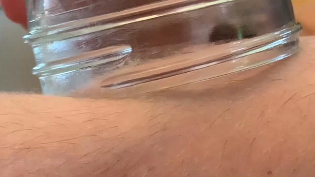 Getting STUNG By A Large HONEY BEE! (Brave Wilderness)