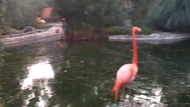 Familia  En Africam Safari, Puebla Mexico Con Flamingos