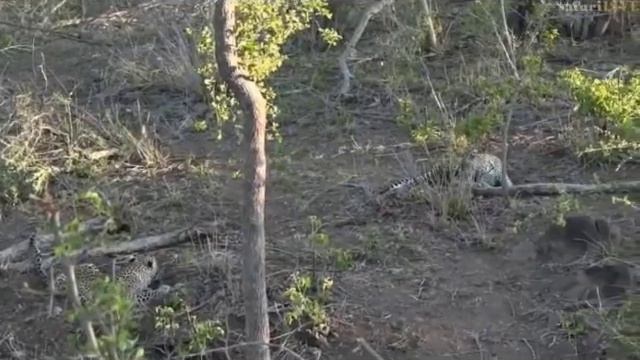 Pt 1 Wild Earth Live Sunrise Safari Drive At 5:00 AM On Nov 28, 2016 ( Leopards )