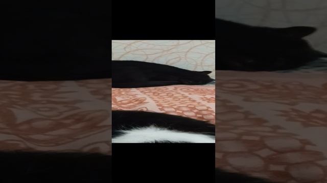 сладкая лапа