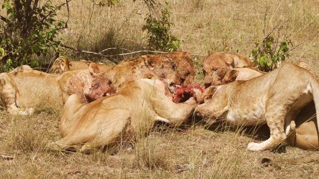 Mara Explorer Camp Masai Mara Kenya - Best Honeymoon Ever!
