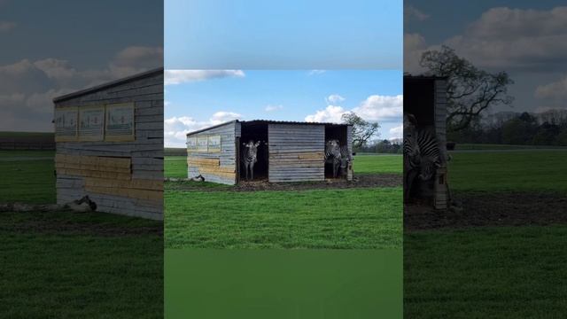 Woburn Safari Park With The Kiddos