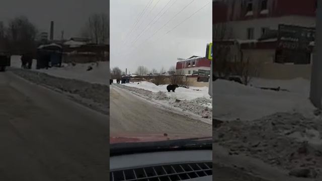 Медведь на окраине Перми.