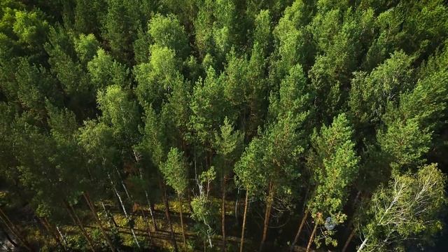 Лесной квартал «Шишкино»