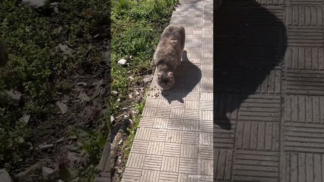 Digital Random Street Cat Safari 56(интересни улични котки) #cats #kitty #cat #kitten #kittycat #ко