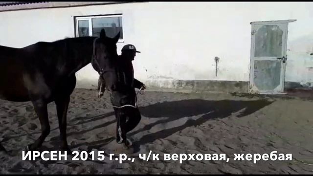 ПРОДАЖА: кобыла ИРСЕН 2015г.р., ч/к верховой породы, жеребая