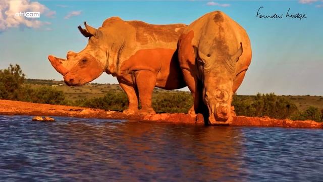 Two Rhinos Cool Off At Founders Lodge