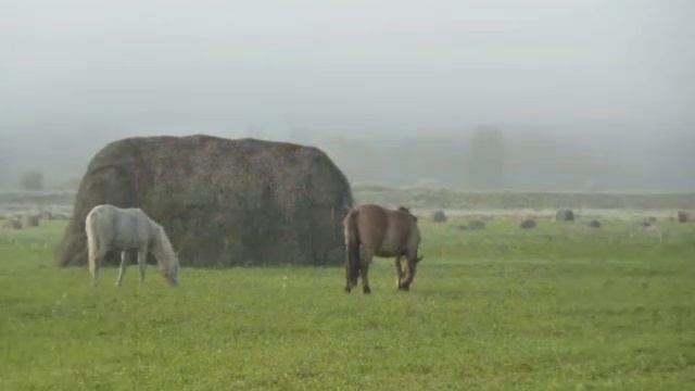 VID-20220621-WA0004.mp4