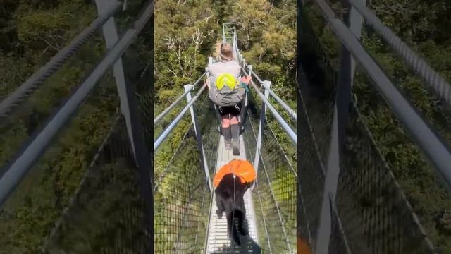 Brave Dog Crossing Waiohine Gorge Swing Bridge