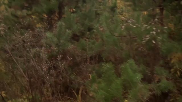 Осенняя лесная поляна в пос.Коцюбинское (Коцюбинське)