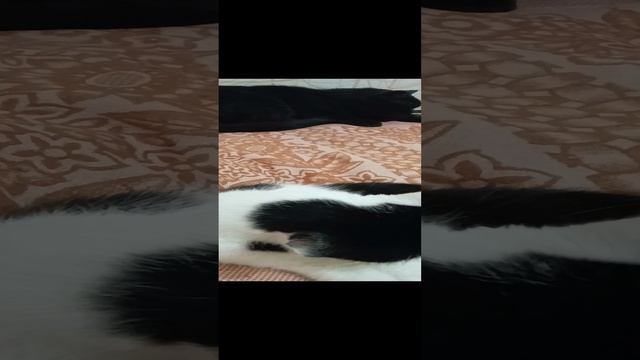 чарли и бам