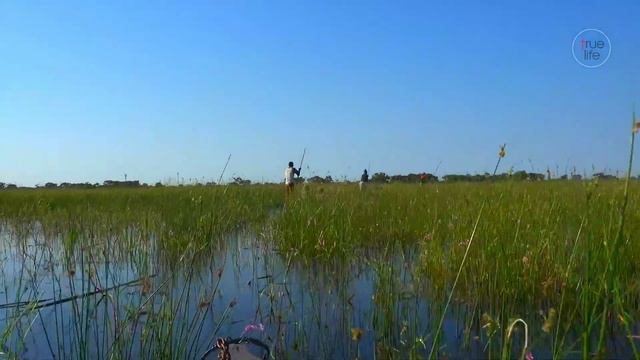 Beautiful Safari Trip || Okavango River Delta || Boatswana || South Africa || 4K HD Video