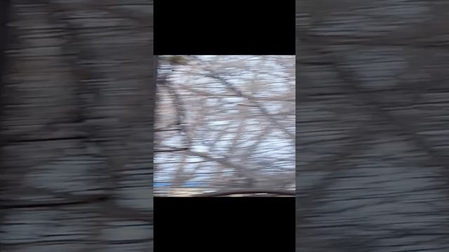 Что это за птичка А....