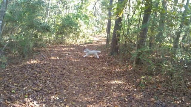 A Husky And Dingo Playing