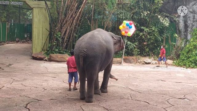 ELEPHANT SHOW AT SAFARI WORLD BANGKOK THAILAND //no Copyright Sound