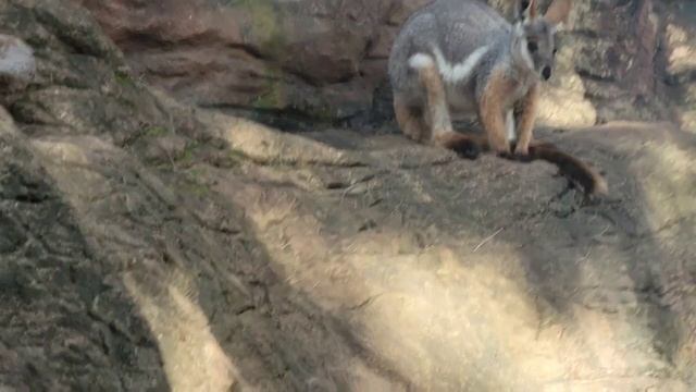 Kangaroo Encounter Gone Wild In Sydney!