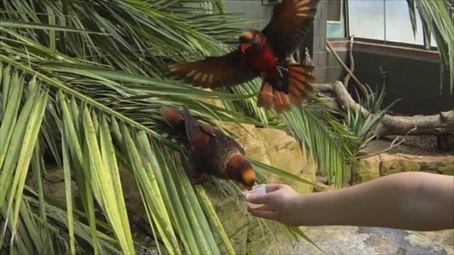 Lorikeets In Slow Motion At Woburn Safari Park