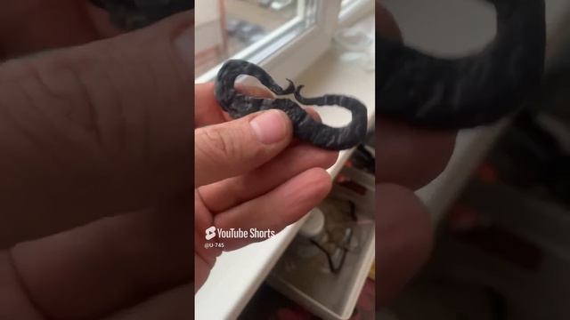 преображение