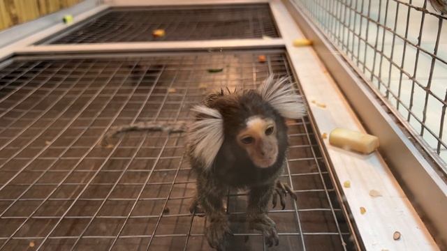 Передвижной зоопарк