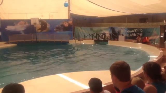 Представление дельфинов