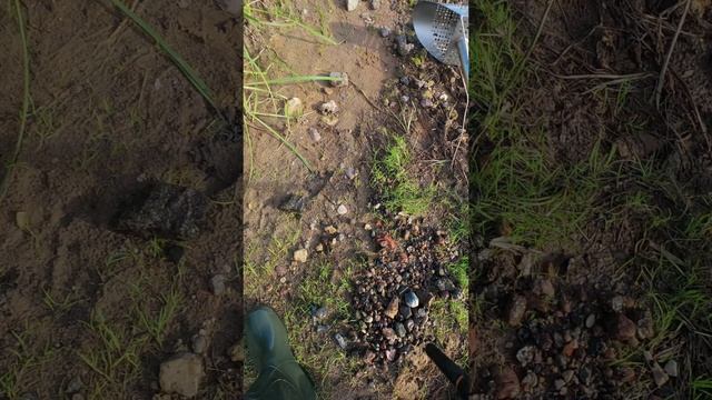 Ради ТАКИХ монет мы и копаем! Находки с МЕТАЛЛОИСКАТЕЛЕМ  #металлоискатель #сезонконтентаRUTUBE