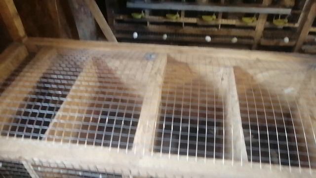 Клетка для кур несушек своими руками