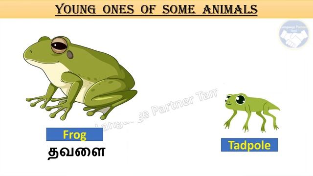 Young ONES  OF  SOME  ANIMALS L TE 54 L சில விலங்குகளின் குட்டிகள்